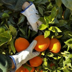 Cosecha tú mismo tus naranjas del árbol.